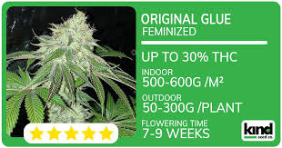 Maui Wowie Seeds Your Guide to This Tropical Cannabis Delight